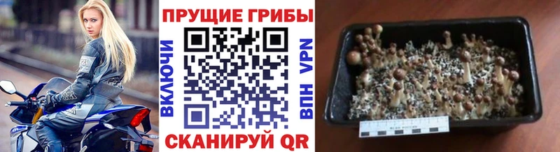 Галлюциногенные грибы прущие грибы Бокситогорск